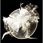 Voaleta pentru decor par cu clema de prindere VTL004AA  Ivoire cu perle